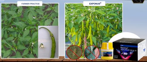 Chilli