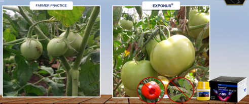 Tomato