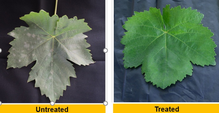 Results in Powdery Mildew