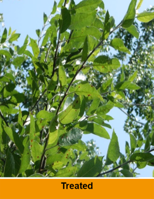 Alternaria treated