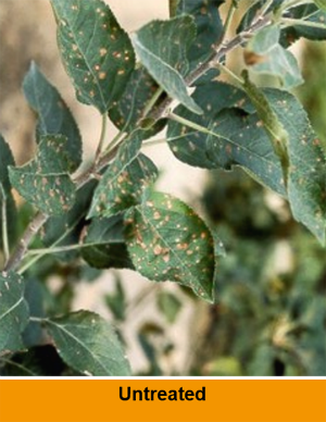 Alternaria untreated