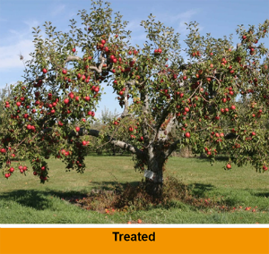 Marssonina Treated leaf fall