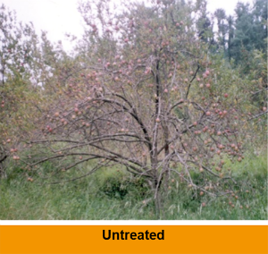 Marssonina Untreated leaf fall