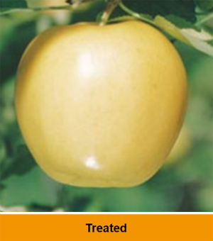 Marssonina fruit blotch treated